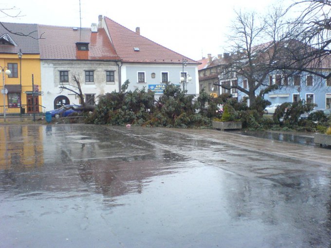 Smrk na náměstí padlý po vichřici (19.1.2007)